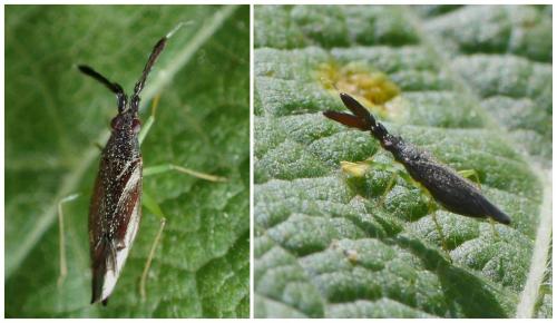 Réf. 233 371 : Heterotoma planicornis